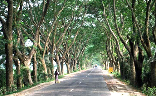 পরিবেশ সুরক্ষায় সিটি করপোরেশন-পৌরসভায় গাছ লাগান 