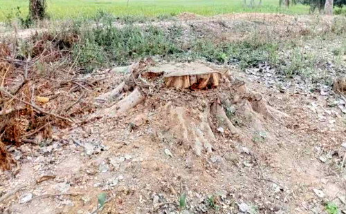 নওগাঁয় প্রকাশ্য দিবালোকে সরকারি খাস জমির গাছ কর্তন 