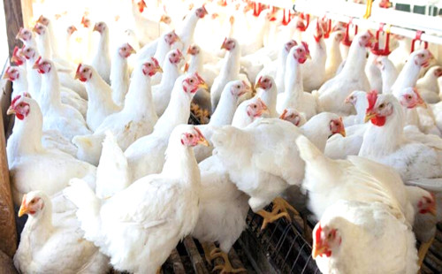 প্রতিদিন মরছে ১ লাখ মুরগি, ক্ষতি ২০ কোটি টাকা 