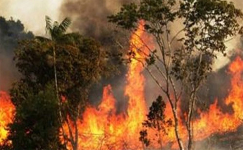 সুন্দরবনের ভয়াবহ আগুন 