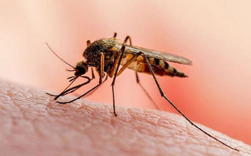 বাড়ছে মশাবাহিত রোগ ম্যালেরিয়া আক্রান্তের সংখ্যা 