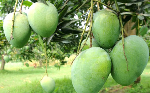 রাজশাহীর বাগানগুলোতে শুরু হয়েছে আম নামানো