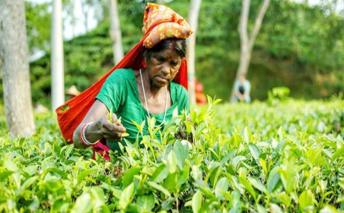 বিশ্ব চা দিবস