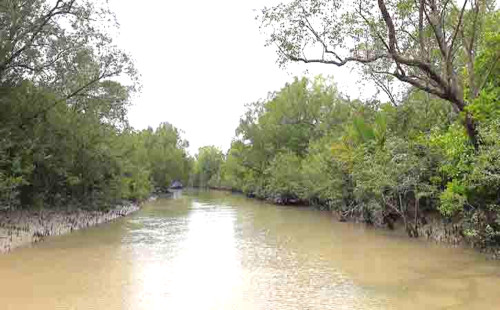 শনিবার থেকে ৩ মাস সুন্দরবনে প্রবেশে নিষেধাজ্ঞা 