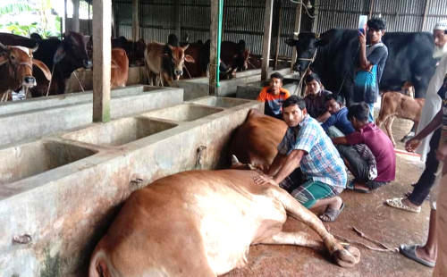 নেপিয়ার ঘাস খেয়ে খামারে একে একে ২৭ গরুর মৃত্যু 