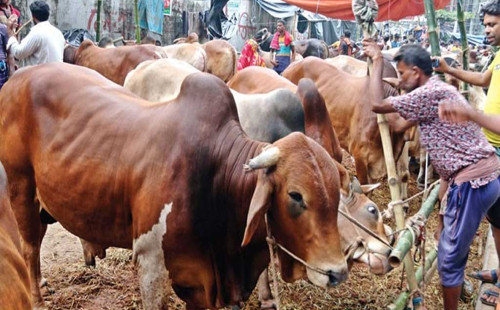 বড় গরুতে আগ্রহ কম ক্রেতাদের, ব্যাপারীদের মাথায় হাত 