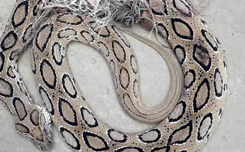 ভোলায় বাড়ছে রাসেলস ভাইপারের উপদ্রব, আতঙ্ক 