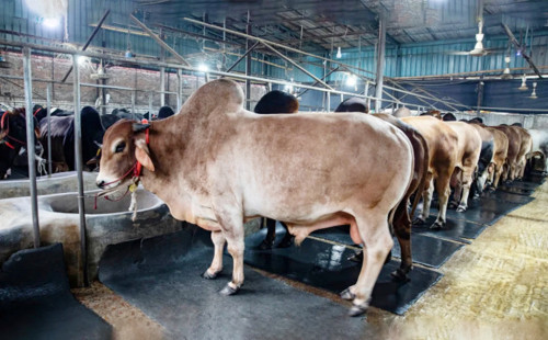 সাদিক এগ্রোর অবৈধ স্থাপনা ভেঙে দিবে ডিএনসিসি 