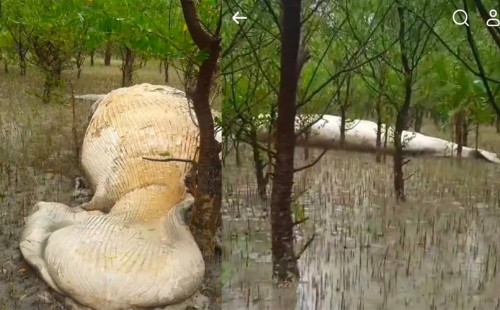 লোকালয়ে ভেসে এল মাথাবিহীন বিশাল আকৃতির তিমি 