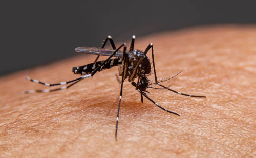 দেশে ডেঙ্গুতে তিনজনের মৃত্যু, হাসপাতালে ভর্তি ২২৮ 