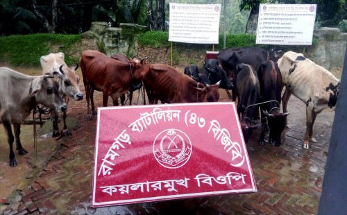 অবৈধভাবে সীমান্ত  পথে আসা গরু আটক করলো ৪৩ বিজিবি 