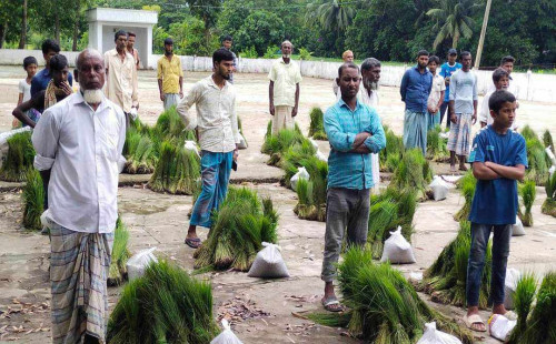 মিরসরাইয়ে প্রান্তিক কৃষকের মাঝে ধানের চারা ও সার বিতরণ