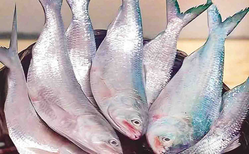 রফতানি বন্ধেও মিলছে না সুফল, সাগর থেকেই ইলিশ যাচ্ছে ভারতীয়দের হাতে 