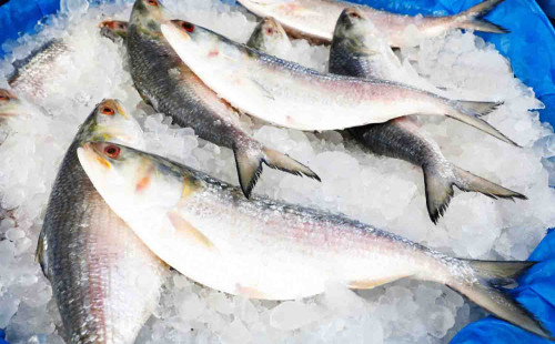 ভারতে ইলিশের কেজি ৪২০০ টাকা! 