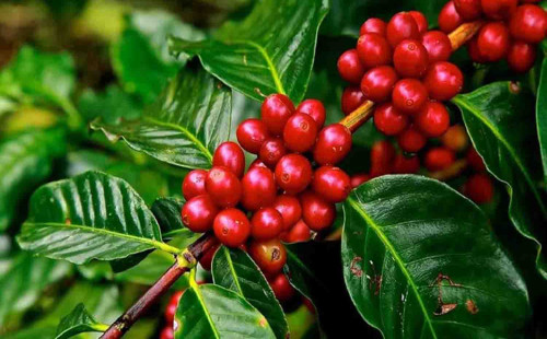 কফি পানের বৈশ্বিক প্রবণতা : যা বলছে গবেষণা 